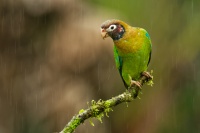 Amazonek hnedohlavy - Pyrilia haematotis - Brown-hooded Parrot 0215